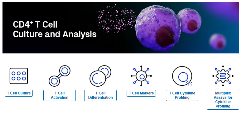 CD4+ T Cell Culture and Analysis